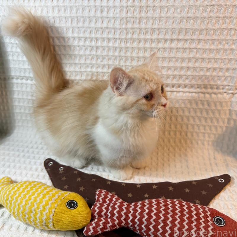 販売中の埼玉県のミヌエット(短足)-135860の4枚目