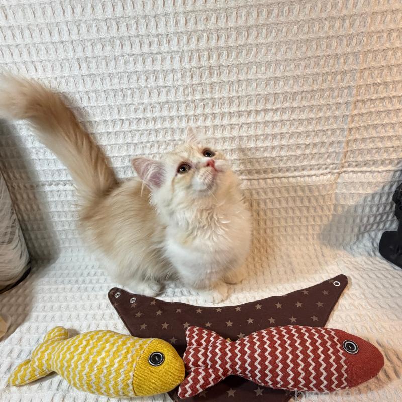 販売中の埼玉県のミヌエット(短足)-135860の3枚目