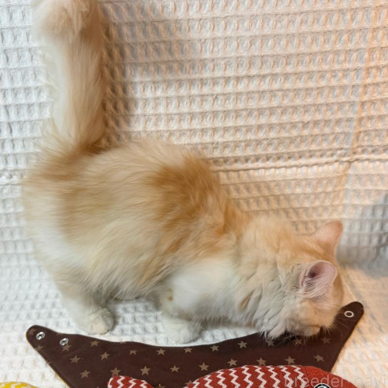 販売中の埼玉県のミヌエット(短足)-135860の2枚目