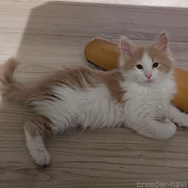 販売中ののノルウェージャンフォレストキャット-134155