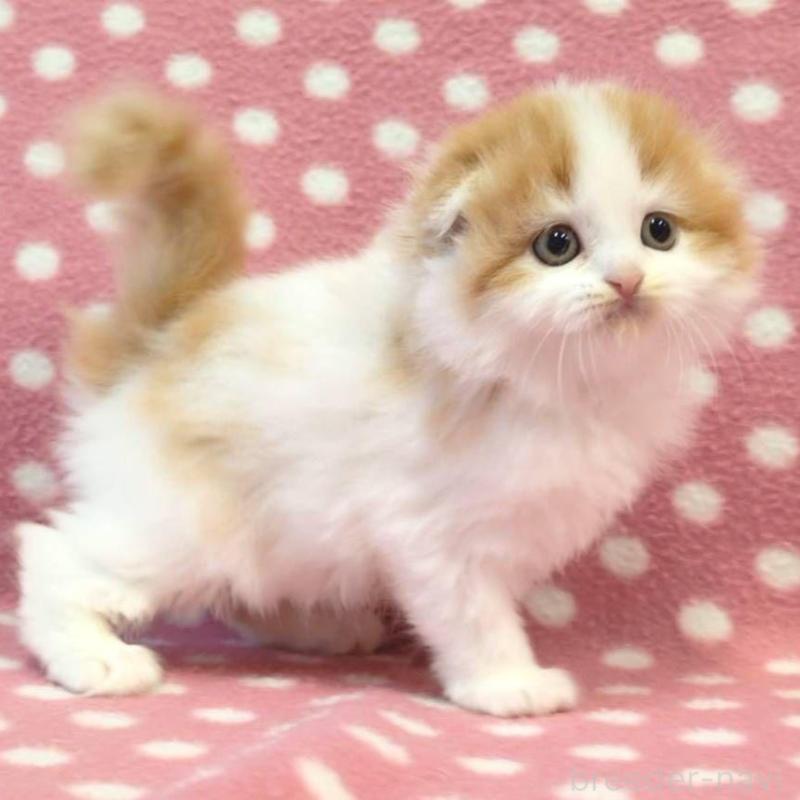 販売中の愛知県のスコティッシュフォールド(折れ耳)-136108の4枚目