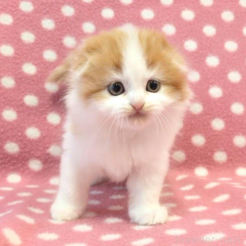 販売中の愛知県のスコティッシュフォールド(折れ耳)-136108の3枚目