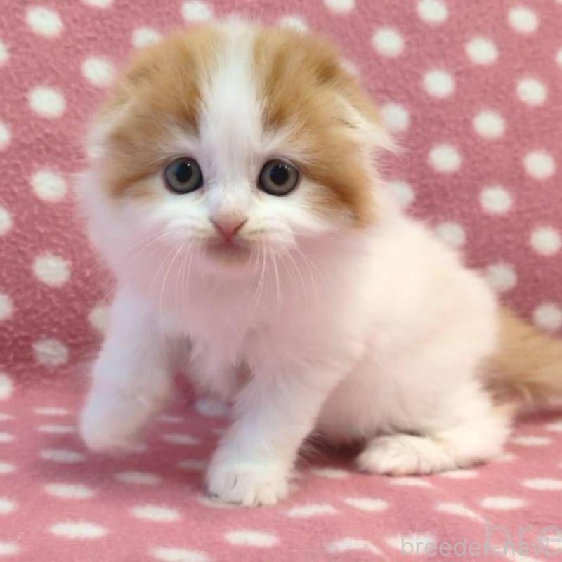 販売中の愛知県のスコティッシュフォールド(折れ耳)-136108の1枚目
