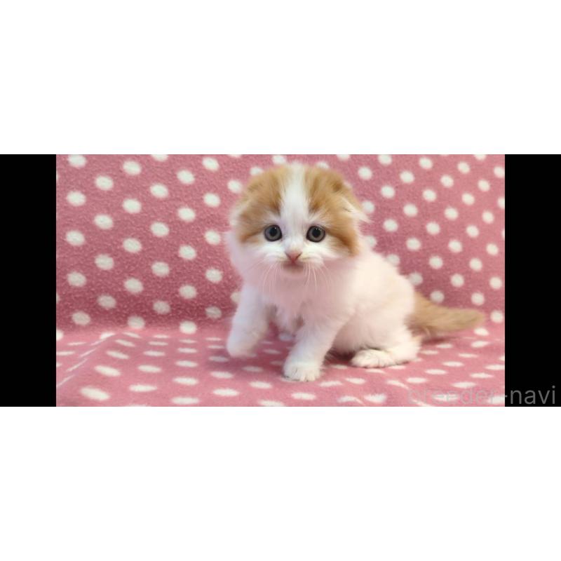 販売中の愛知県のスコティッシュフォールド(折れ耳)-136108の2枚目