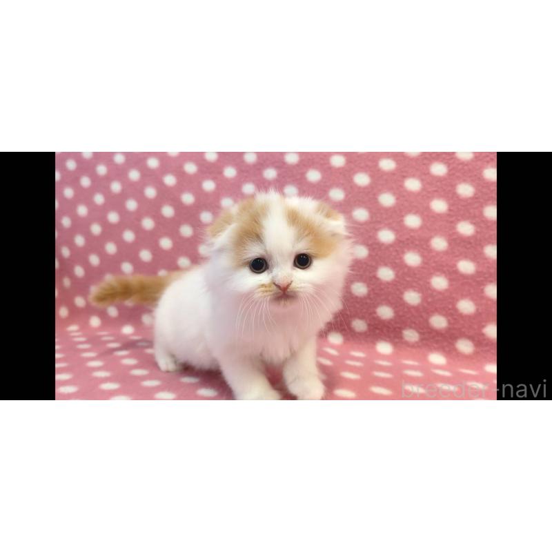 販売中の愛知県のスコティッシュフォールド(折れ耳)-136109の3枚目