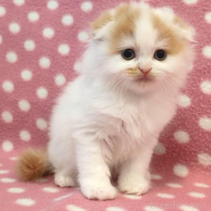 販売中の愛知県のスコティッシュフォールド(折れ耳)-136109の2枚目