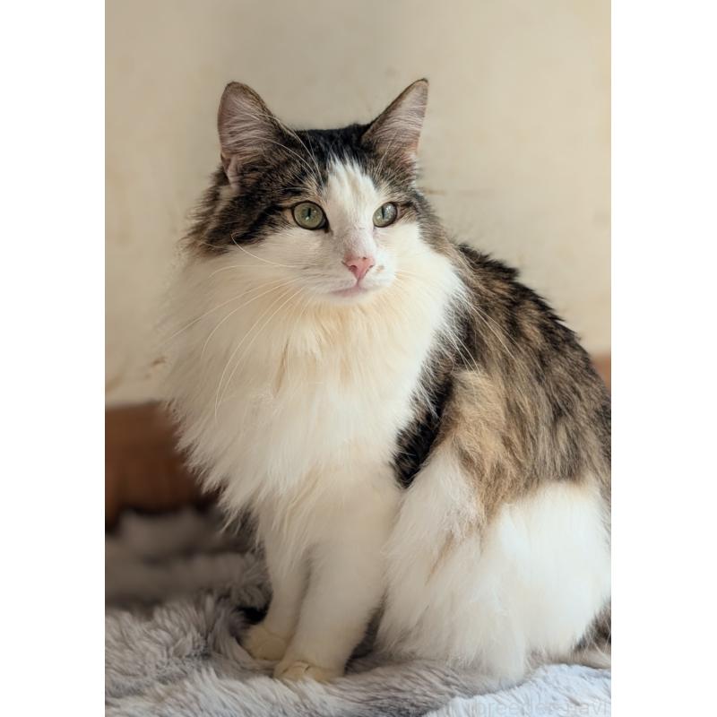販売中の愛知県のノルウェージャンフォレストキャット-136111の4枚目