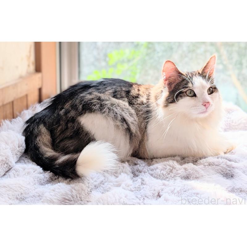 販売中の愛知県のノルウェージャンフォレストキャット-136111の3枚目