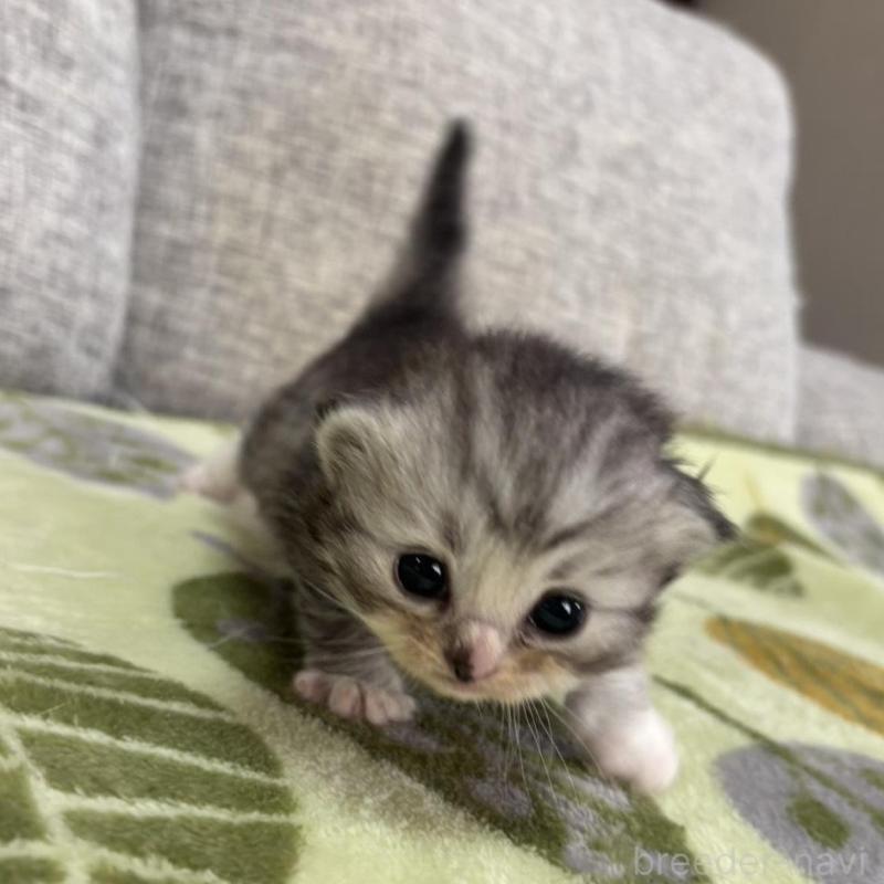 販売中の茨城県のサイベリアン-136110の1枚目