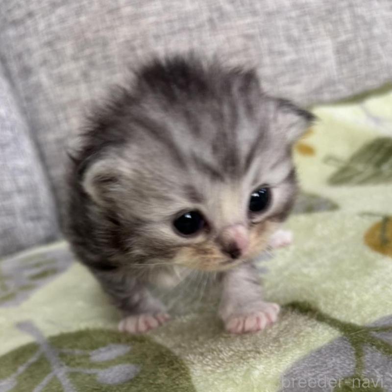 販売中の茨城県のサイベリアン-136110の4枚目