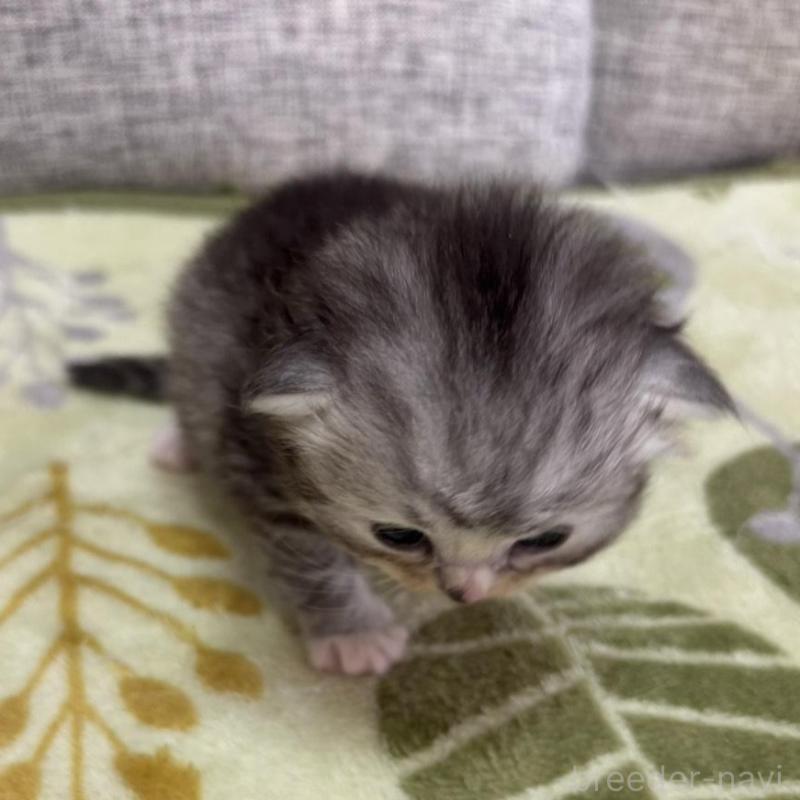 販売中の茨城県のサイベリアン-136110の2枚目