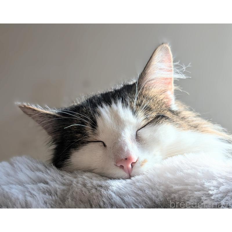 販売中の愛知県のノルウェージャンフォレストキャット-136111の2枚目