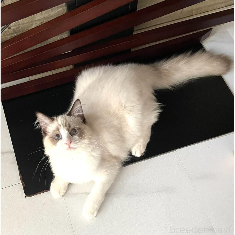 販売中の大分県のラグドール-136112の3枚目