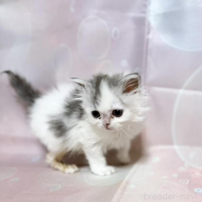 販売中の愛知県のミヌエット-136113の3枚目