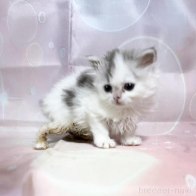 販売中の愛知県のミヌエット-136113の2枚目