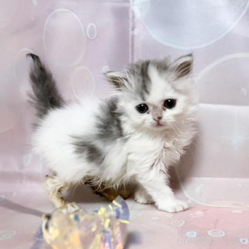 販売中の愛知県のミヌエット-136113の1枚目