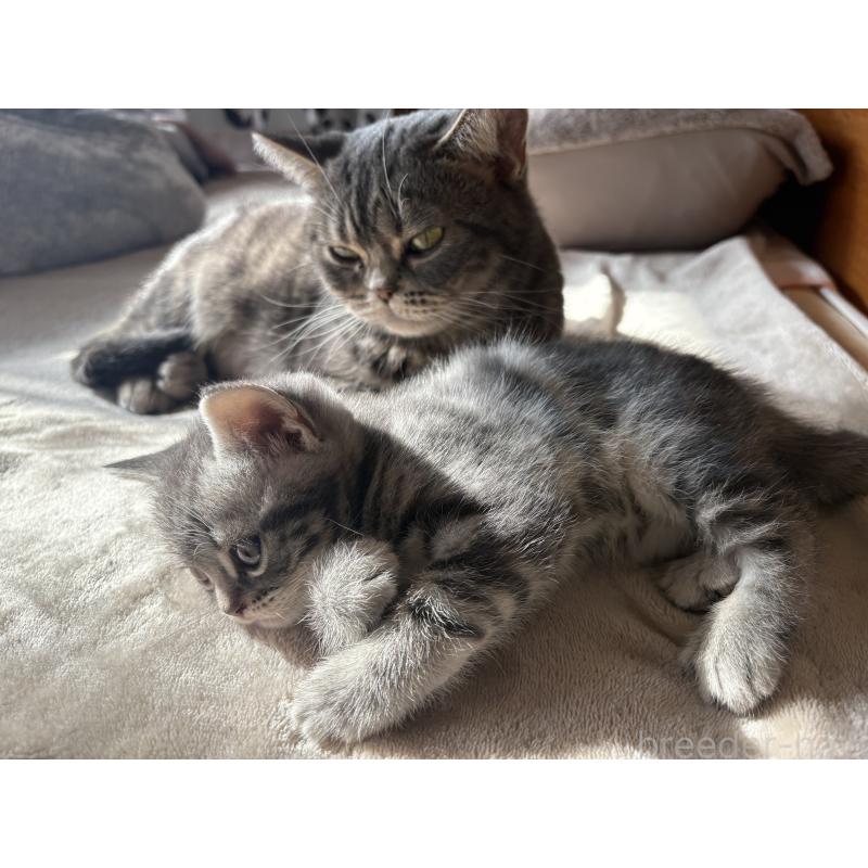 商談中の宮崎県のスコティッシュフォールド-134616の2枚目