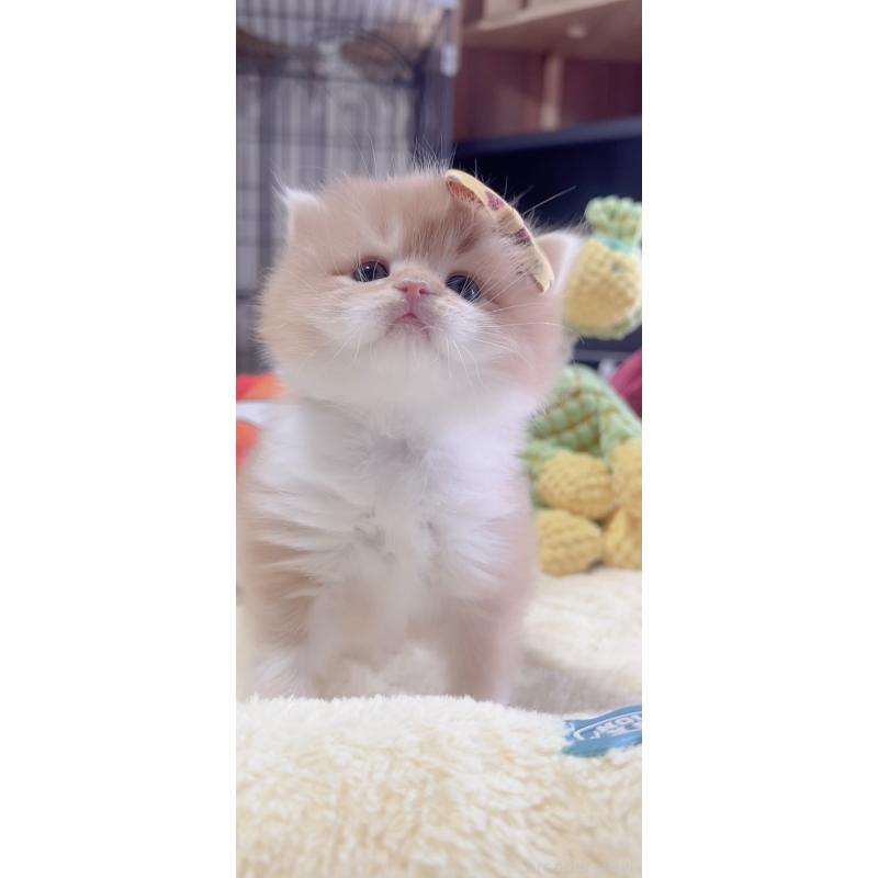 販売中の岐阜県のスコティッシュフォールド-136114の8枚目