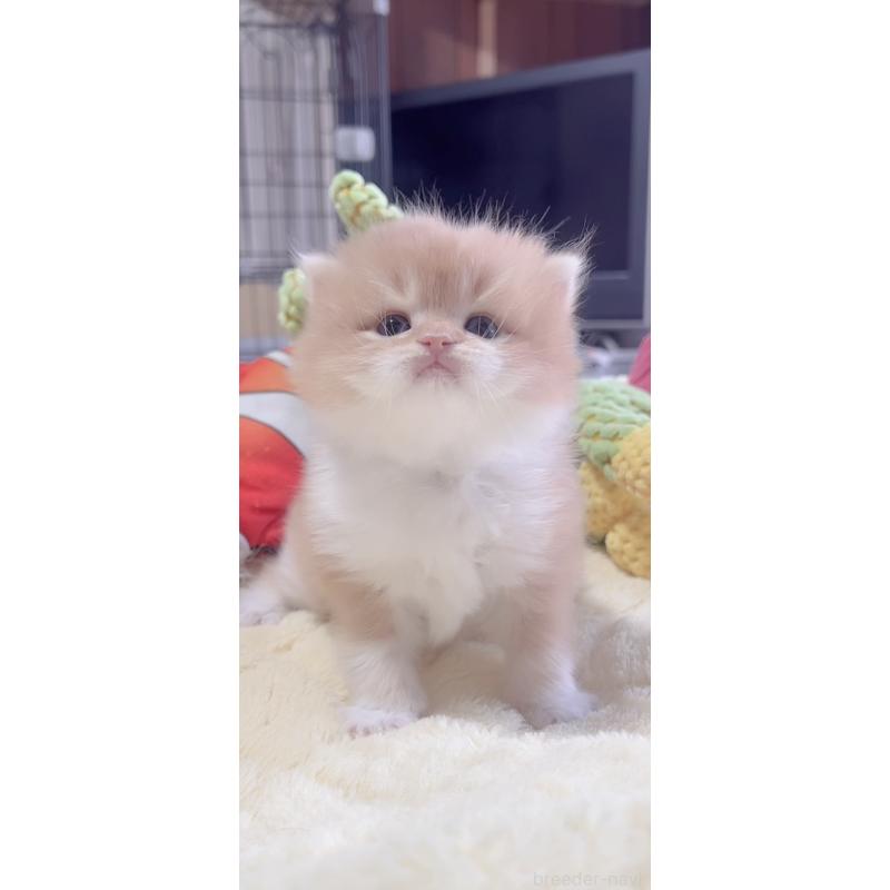 販売中の岐阜県のスコティッシュフォールド-136114の6枚目