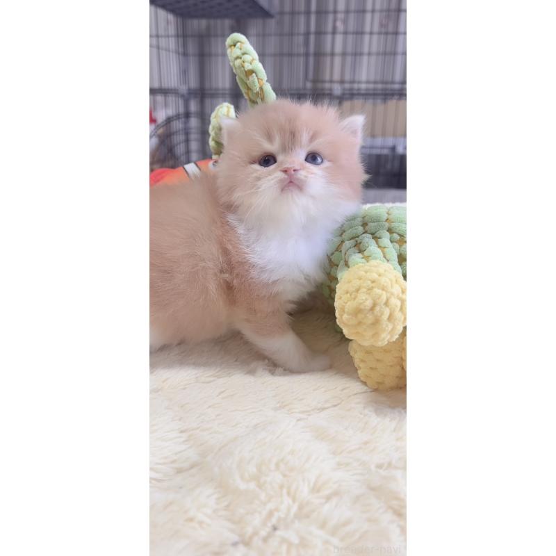 販売中の岐阜県のスコティッシュフォールド-136114の5枚目