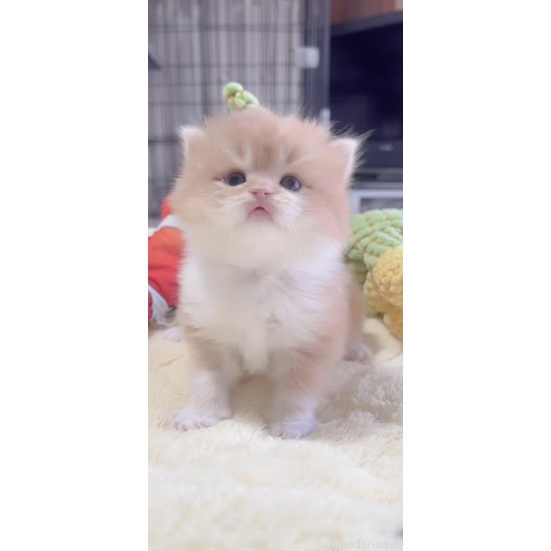 販売中の岐阜県のスコティッシュフォールド-136114の4枚目