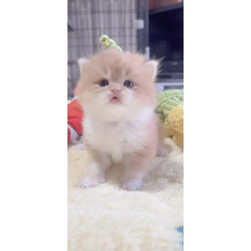 販売中の岐阜県のスコティッシュフォールド-136114の3枚目