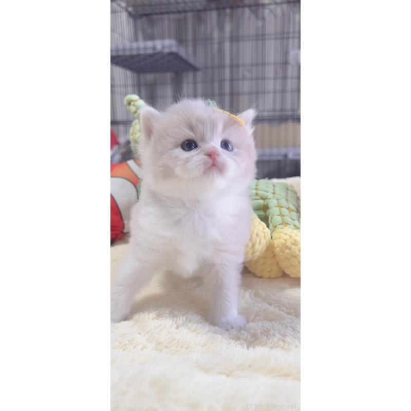 販売中の岐阜県のスコティッシュフォールド-136115の6枚目