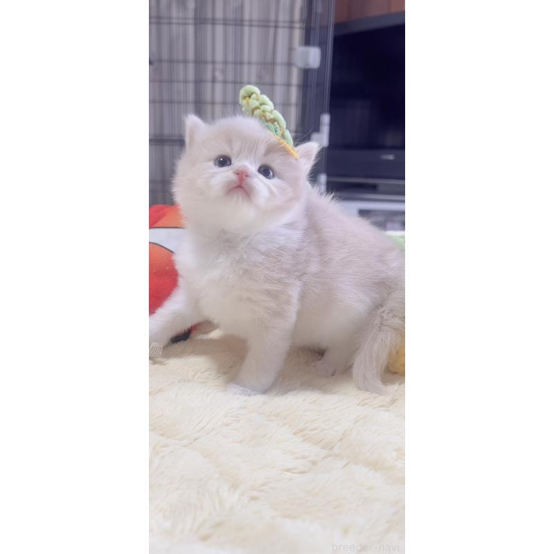 販売中の岐阜県のスコティッシュフォールド-136115の5枚目