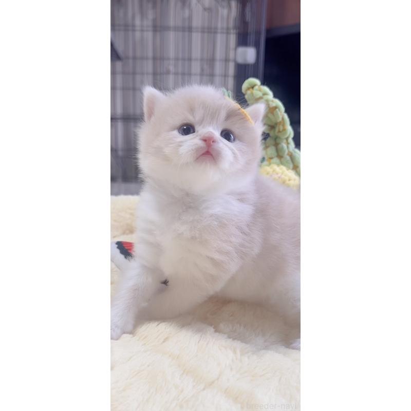 販売中の岐阜県のスコティッシュフォールド-136115の4枚目