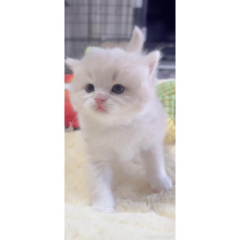 販売中の岐阜県のスコティッシュフォールド-136115の3枚目