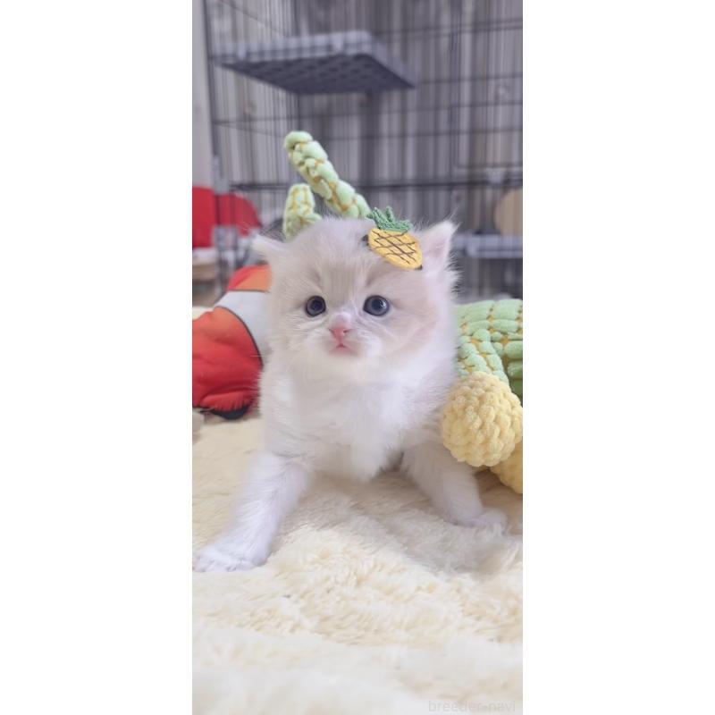 販売中の岐阜県のスコティッシュフォールド-136115の2枚目