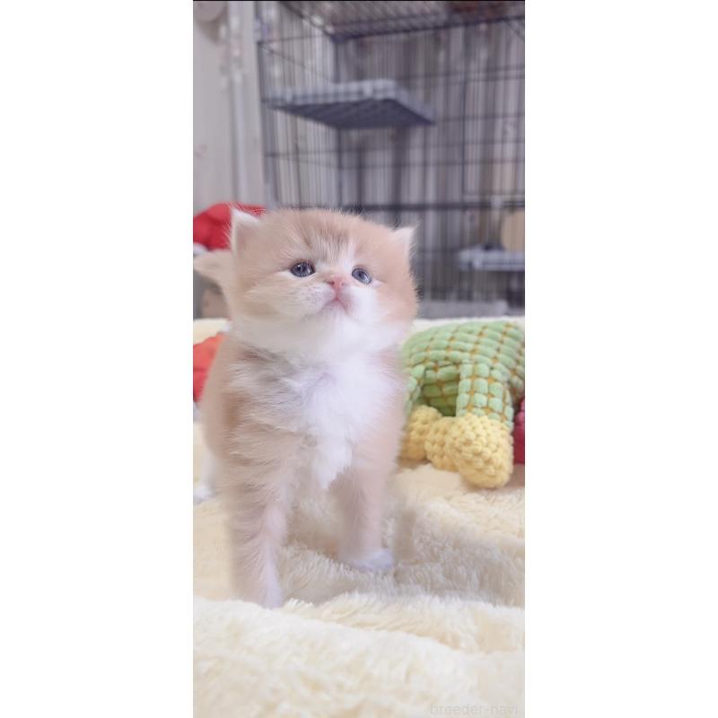 販売中の岐阜県のスコティッシュフォールド-136116の6枚目