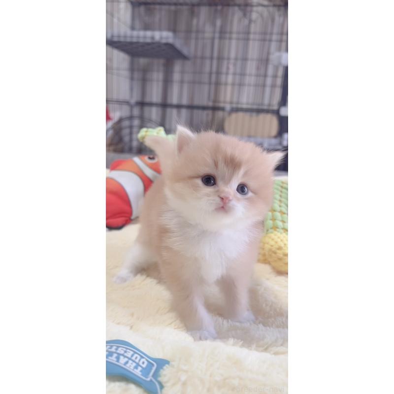 販売中の岐阜県のスコティッシュフォールド-136116の4枚目