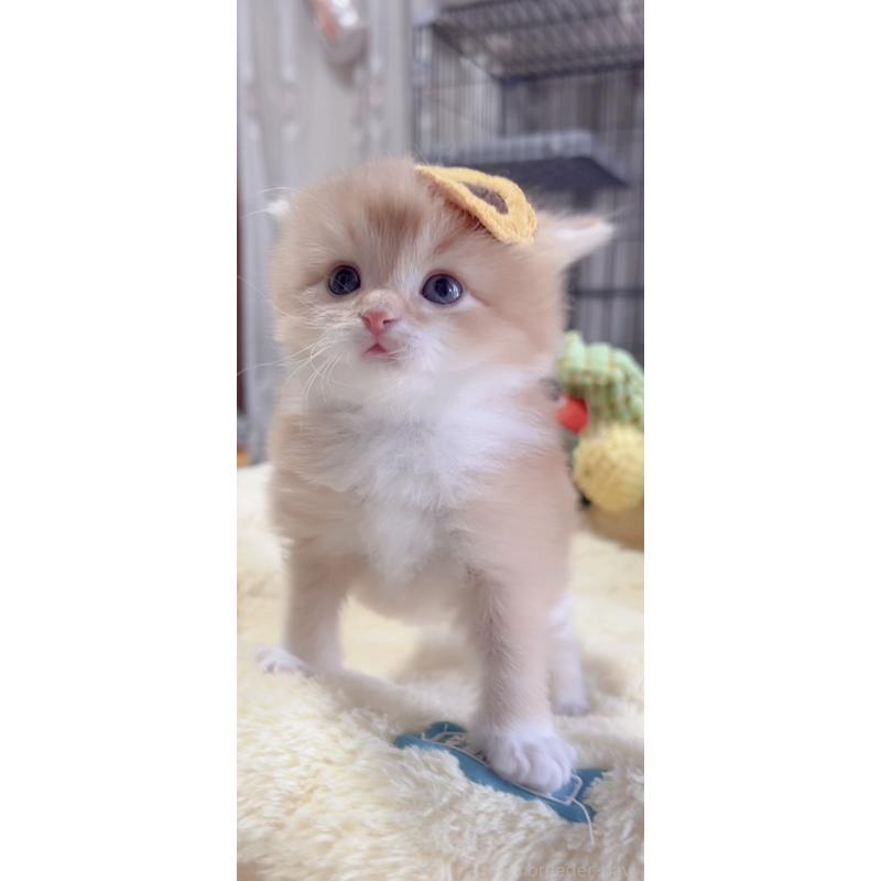 販売中の岐阜県のスコティッシュフォールド-136116の3枚目