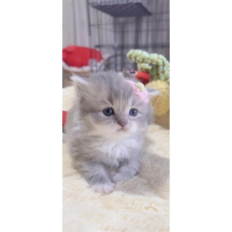 販売中の岐阜県のスコティッシュフォールド-136117の8枚目