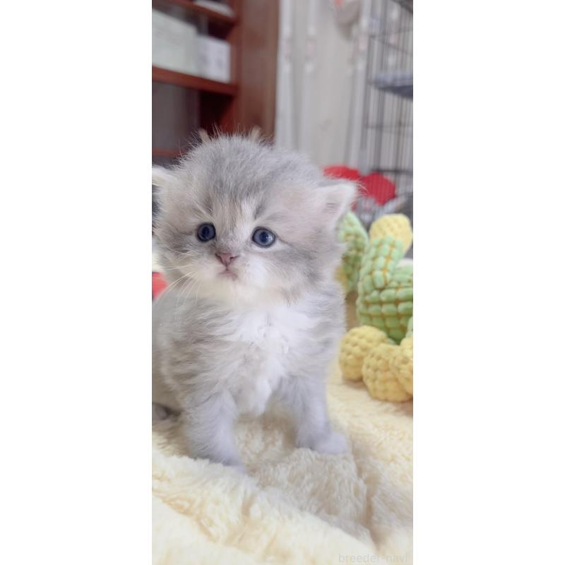 販売中の岐阜県のスコティッシュフォールド-136117の6枚目