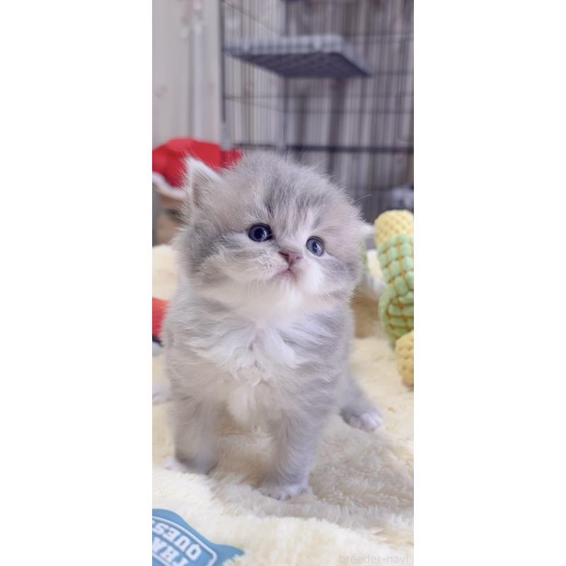 販売中の岐阜県のスコティッシュフォールド-136117の4枚目