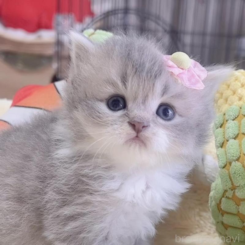 販売中の岐阜県のスコティッシュフォールド-136117