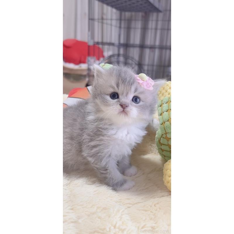 販売中の岐阜県のスコティッシュフォールド-136117の2枚目