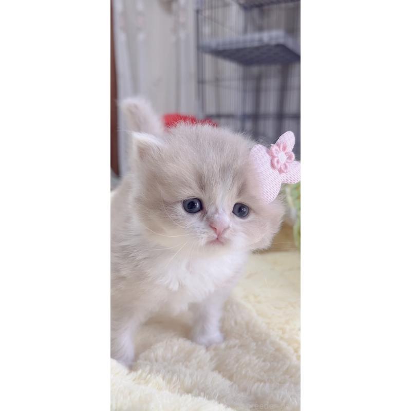 販売中の岐阜県のスコティッシュフォールド-136118の8枚目