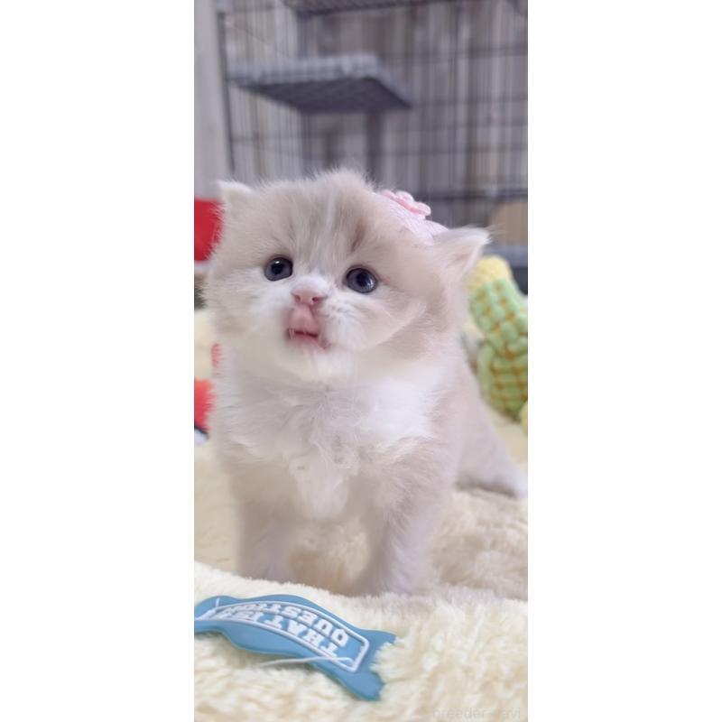 販売中の岐阜県のスコティッシュフォールド-136118の7枚目