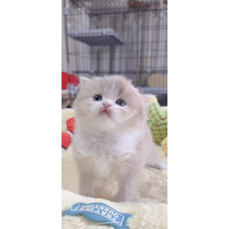 販売中の岐阜県のスコティッシュフォールド-136118の6枚目