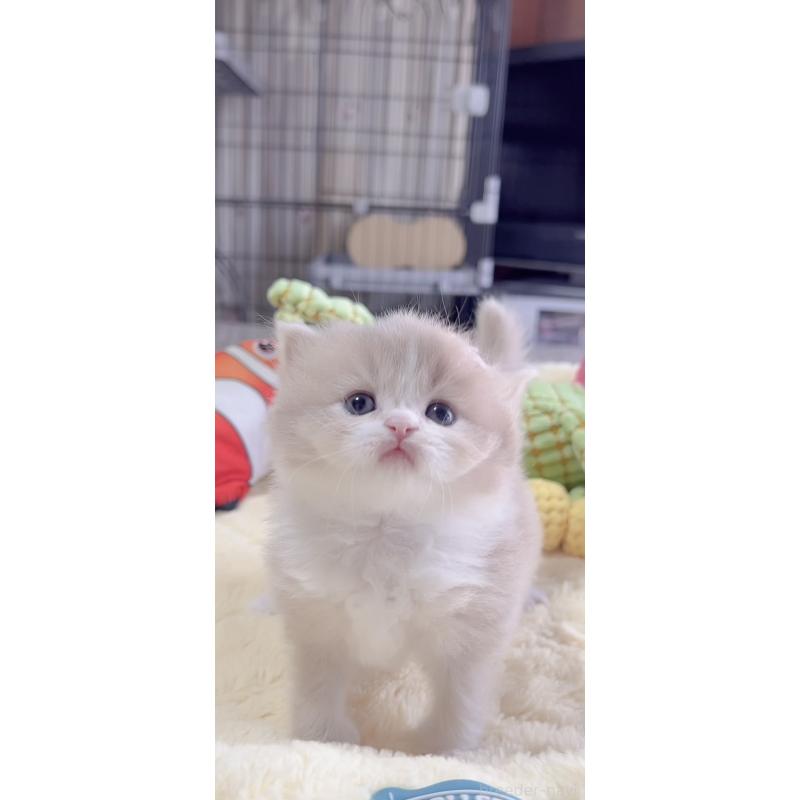 販売中の岐阜県のスコティッシュフォールド-136118の5枚目