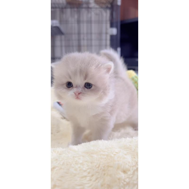 販売中の岐阜県のスコティッシュフォールド-136118の4枚目