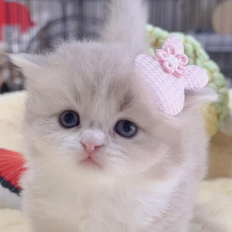 販売中の岐阜県のスコティッシュフォールド-136118