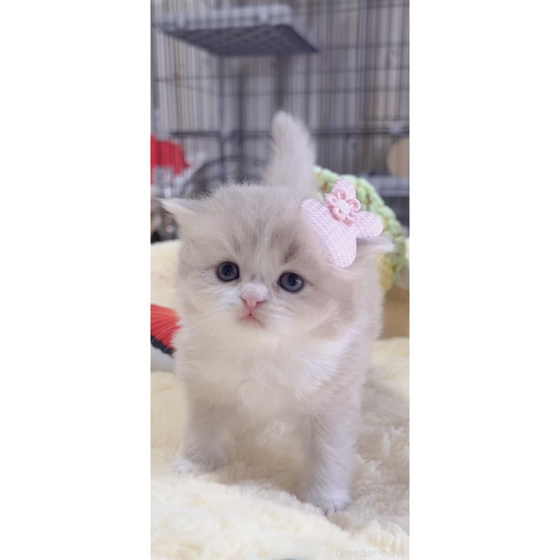 販売中の岐阜県のスコティッシュフォールド-136118の2枚目