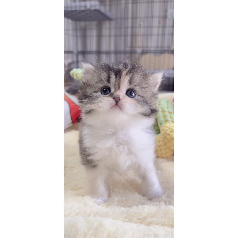 販売中の岐阜県のスコティッシュフォールド-136119の8枚目