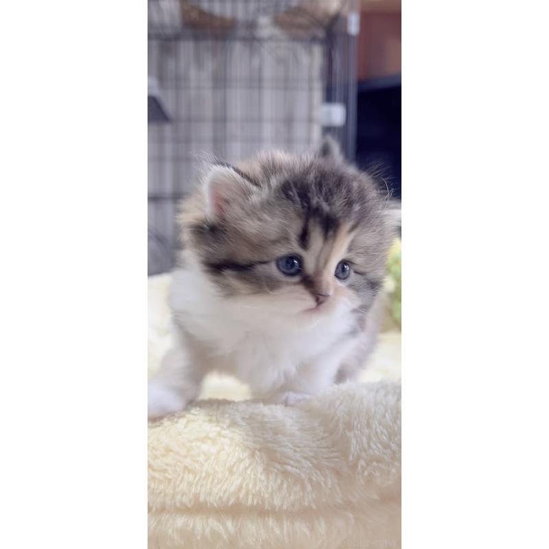 販売中の岐阜県のスコティッシュフォールド-136119の6枚目