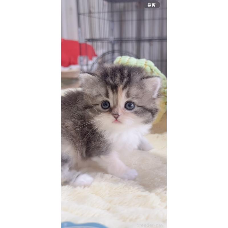 販売中の岐阜県のスコティッシュフォールド-136119の5枚目