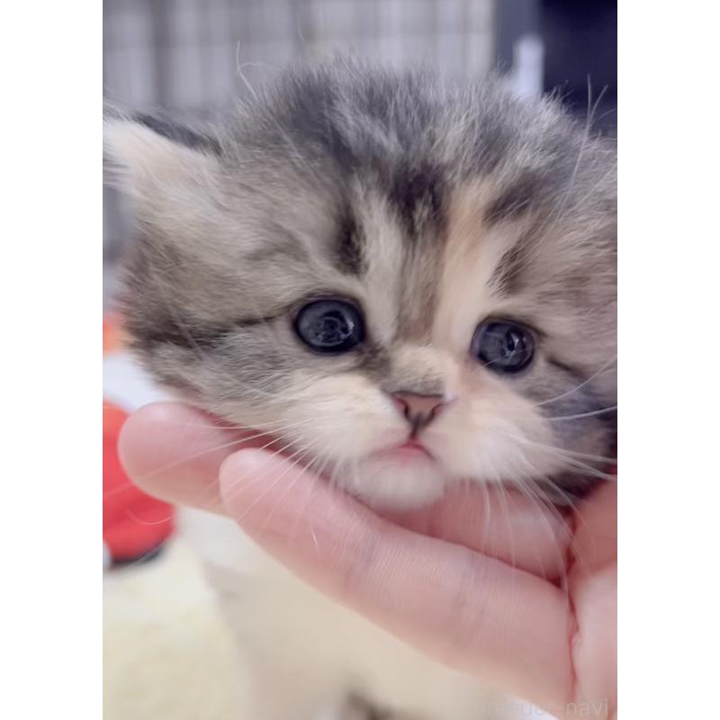 販売中の岐阜県のスコティッシュフォールド-136119の4枚目